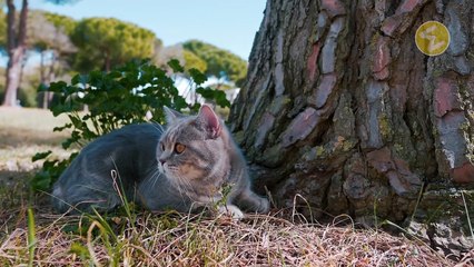 বিড়াল যেভাবে মনের ভাব প্রকাশ করে _ বিড়ালের ভাষা বুঝবেন যেভাবে _ How Cats Talk _ বিড়ালের ভাষা