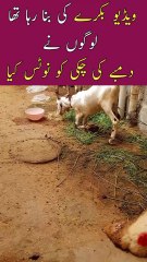 BAKRY ke Bajai DUMBY Ki CHAKKI Ko NOTICE Kia😳