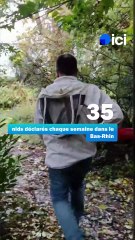 Frelons asiatiques : les habitants de Griesheim-sur-souffel à la recherche des nids de frelons à pattes jaunes