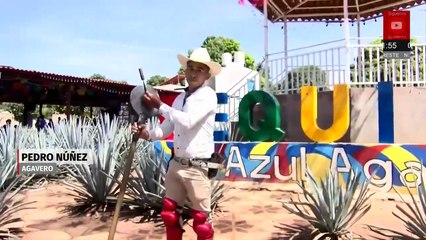 Del agave al tequila: el proceso detrás de la bebida mexicana más icónica