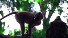 Os animais mais fofos do mundo N•655