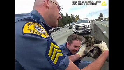 Resgate de gato bebé