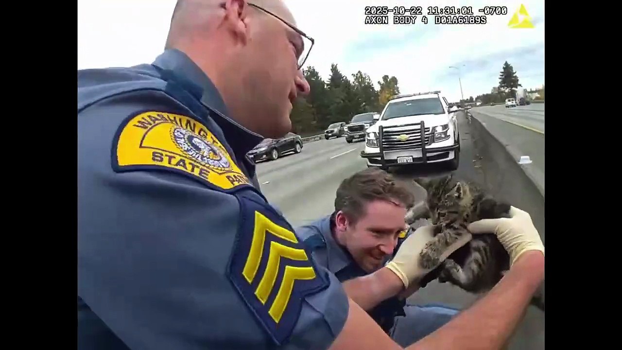 Resgate de gato bebé
