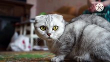 Os animais mais fofos do mundo N•660