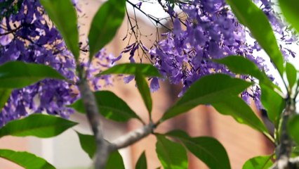 Jacaranda trees back in bloom across Sydney earlier than usual