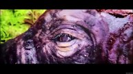 Kraven the Hunter (2024) Full Movie HD