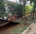 VÍDEO: Doguinho dá “um baile” em tutora que tenta recuperar objeto retirado do condomínio
