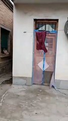 🎬 Title: Cat on a Swing! The Cutest Rope Ride Ever 😻✨