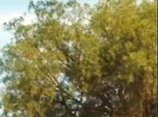 🌅 AMANECER | Capitulo 80 (FINAL)