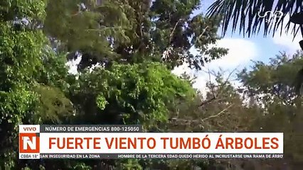 CAEN ARBOLES POR LOS FUERTES VIENTOS