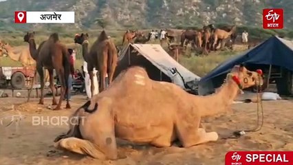 अंतरराष्ट्रीय पुष्कर पशु मेला : ऊंट पालक बोले- नहीं मिलते अच्छे दाम, किया ये बड़ा दावा