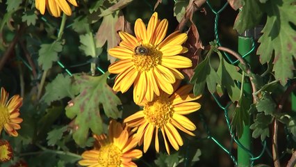 노랗게 물든 익산의 가을...천만 송이 국화축제 개막 / YTN