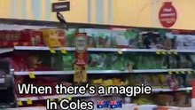 Bird in super market in Australia