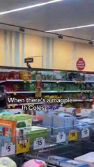 Bird in super market in Australia