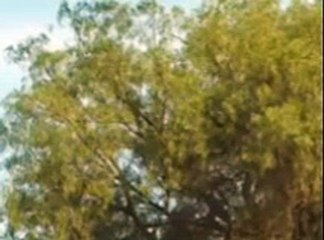 🌅 AMANECER  Capitulo 80 (FINAL)