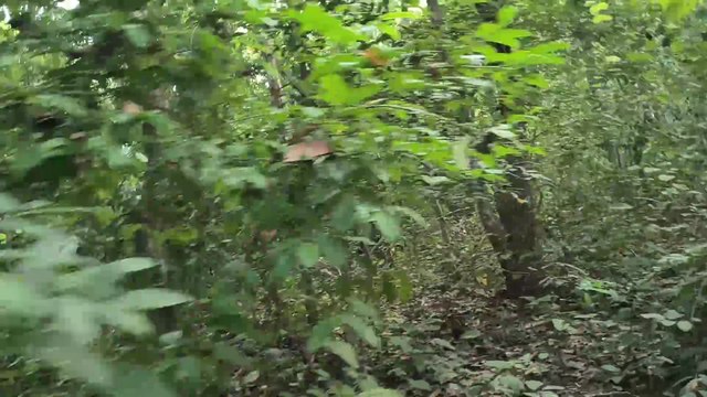 Animals of Amazon 4K - Animals That Call The Jungle Home | Scenic Relaxation Film