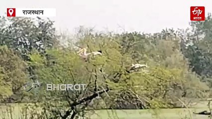 केवलादेव में पेंटेड स्टार्क के साथ हजारों पक्षियों ने डाला डेरा, घोंसलों में नन्हें बच्चों की चहचहाहट से गूंजा घना