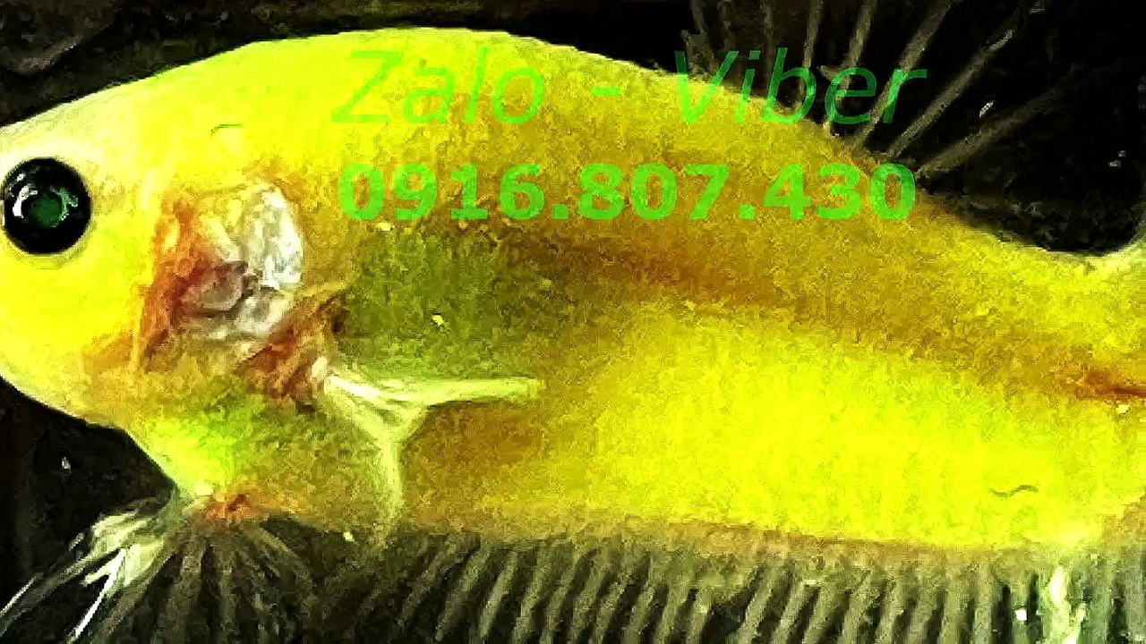 Mux251018064838