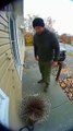 Porcupine Attacks Man at His Doorstep | Real-Life Spiky Encounter!