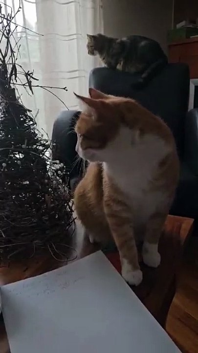 Lazy Sunday Morning:) #cat #shorts #Funny #FunnyCats #cutecats #cuteanimals #viralcats #goodmorning #Sunday #fyp