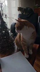 Lazy Sunday Morning:) #cat #shorts #Funny #FunnyCats #cutecats #cuteanimals #viralcats #goodmorning #Sunday #fyp