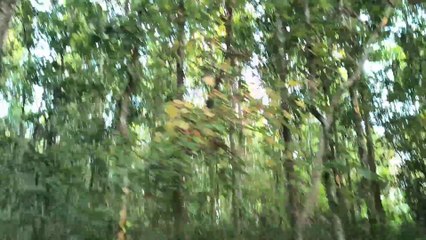 4K Amazon Wildlife: A Stunning Journey Into The World's Largest Jungle