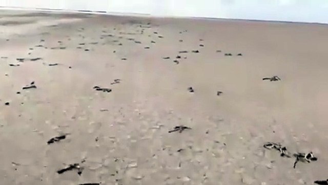 Tuz Gölü'nde Flamingo Ölümleri İddialarına Yanıt