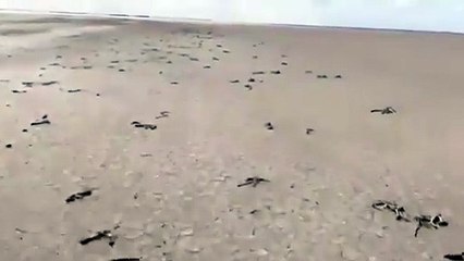 Tuz Gölü'nde Flamingo Ölümleri İddialarına Yanıt