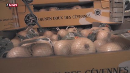 L'Oignon doux joyau des Cévennes depuis le Moyen-Âge