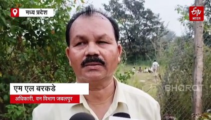 फैक्ट्री में मिला तेंदुए का शव, पहले मिले थे 7 मृतक सुअर, वन्य कर्मचारियों पर शक की सुई