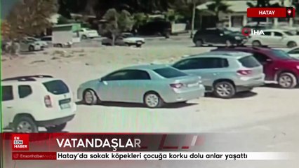 Hatay’da sokak köpekleri çocuğa korku dolu anlar yaşattı
