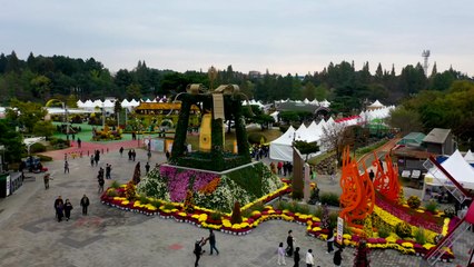 노랗게 물든 익산의 가을...천만 송이 국화축제 개막 / YTN