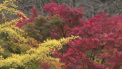 오색 빛 단풍 속 역사의 숨결...'소요 단풍 문화제' / YTN