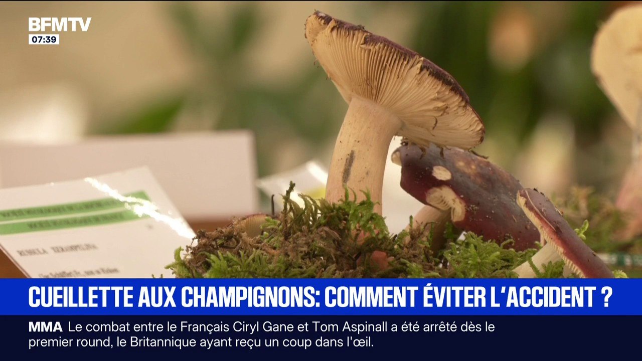 Forme, odeur... Voici comment repérer les champignons comestibles des vénéneux lors d'une cueillette