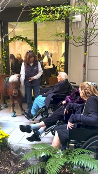 Mini therapy horses lift spirits at an Upper East Side assisted living facility