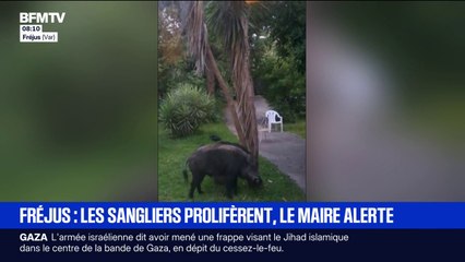La mairie de Fréjus alerte face à une prolifération de sangliers dans les jardins des habitants