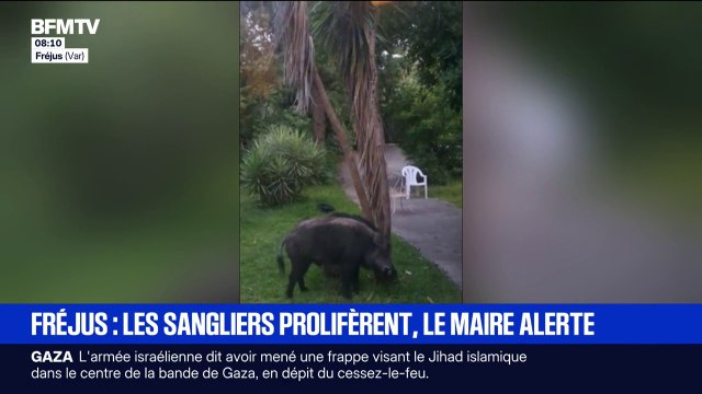 La mairie de Fréjus alerte face à une prolifération de sangliers dans les jardins des habitants