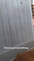 Hoda Kotb introduces new puppy, Waffles