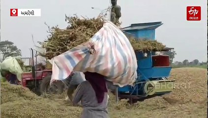 ટેકાના ભાવ જાહેર થવા છતાં અમરેલીમાં ખેડૂતો સસ્તામાં મગફળી વેચવા મજબૂર, વરસાદે આશા પર પાણી ફેરવ્યું