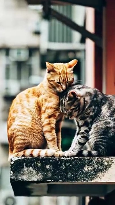 Cameraman Zooms in on Buildings and Finds a Cat Couple in Love 😻🏙️ | Unexpected Romantic Moment