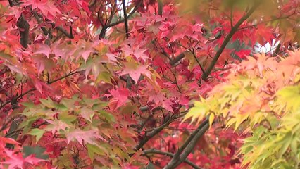 오색 단풍 속 역사·문화 향연...'소요 단풍 문화제' / YTN