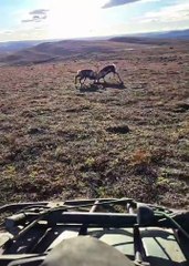 2 reindeer bulls fighting it out during the rut 🔥
