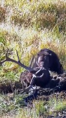 A grizzly bear beginning to drag a very large bull elk carcass 🔥