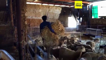 In Spain, migrants are saving sheep farms by taking over shepherding
