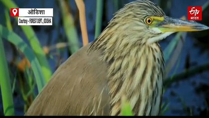 विदेशी मेहमानों से गुलजार हुई चिल्का झील, वन विभाग ने बढ़ाई झील की सुरक्षा