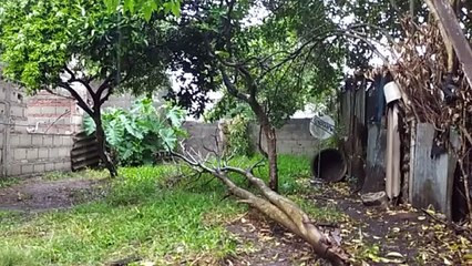 Lluvia mansa para descansar y relajarte (Tacuarembó, 24/10/2025)