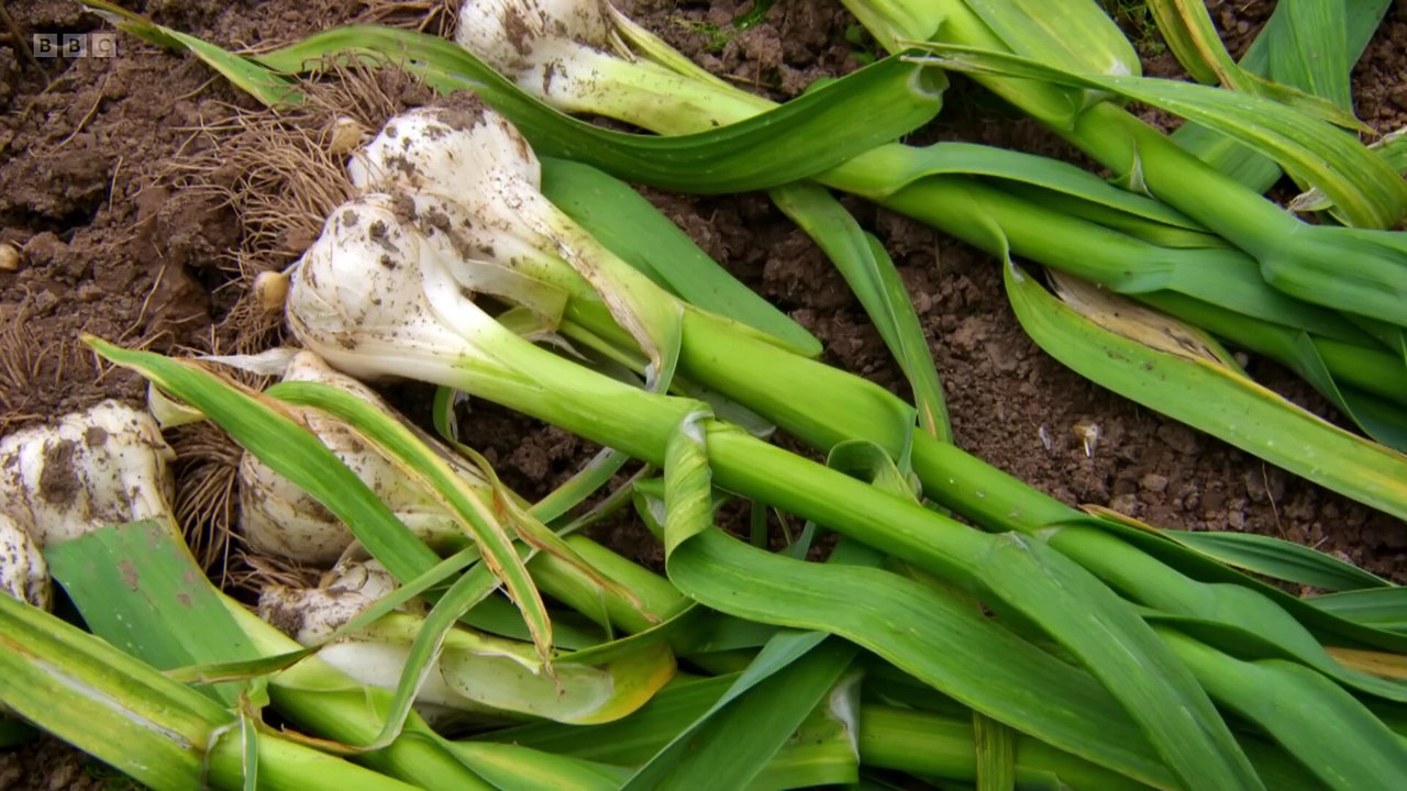 How to grow garlic