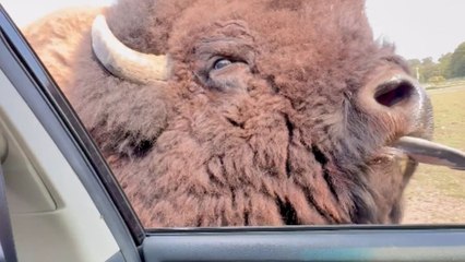 'No Way I was Touching that Tongue!' - Woman shares funny interaction from her drive-through wildlife exhibit adventure