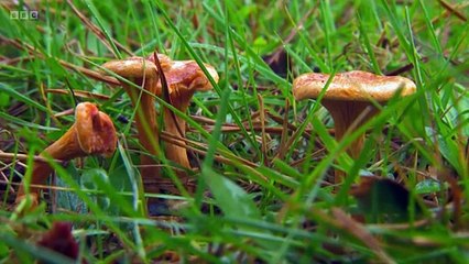 How to grow Your Own Mushrooms at Home