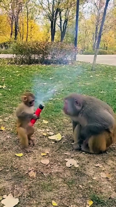 monkey eating firecrackers